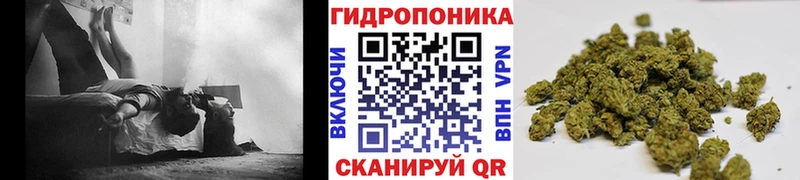Бошки Шишки SATIVA & INDICA цена наркотик Верхний Тагил